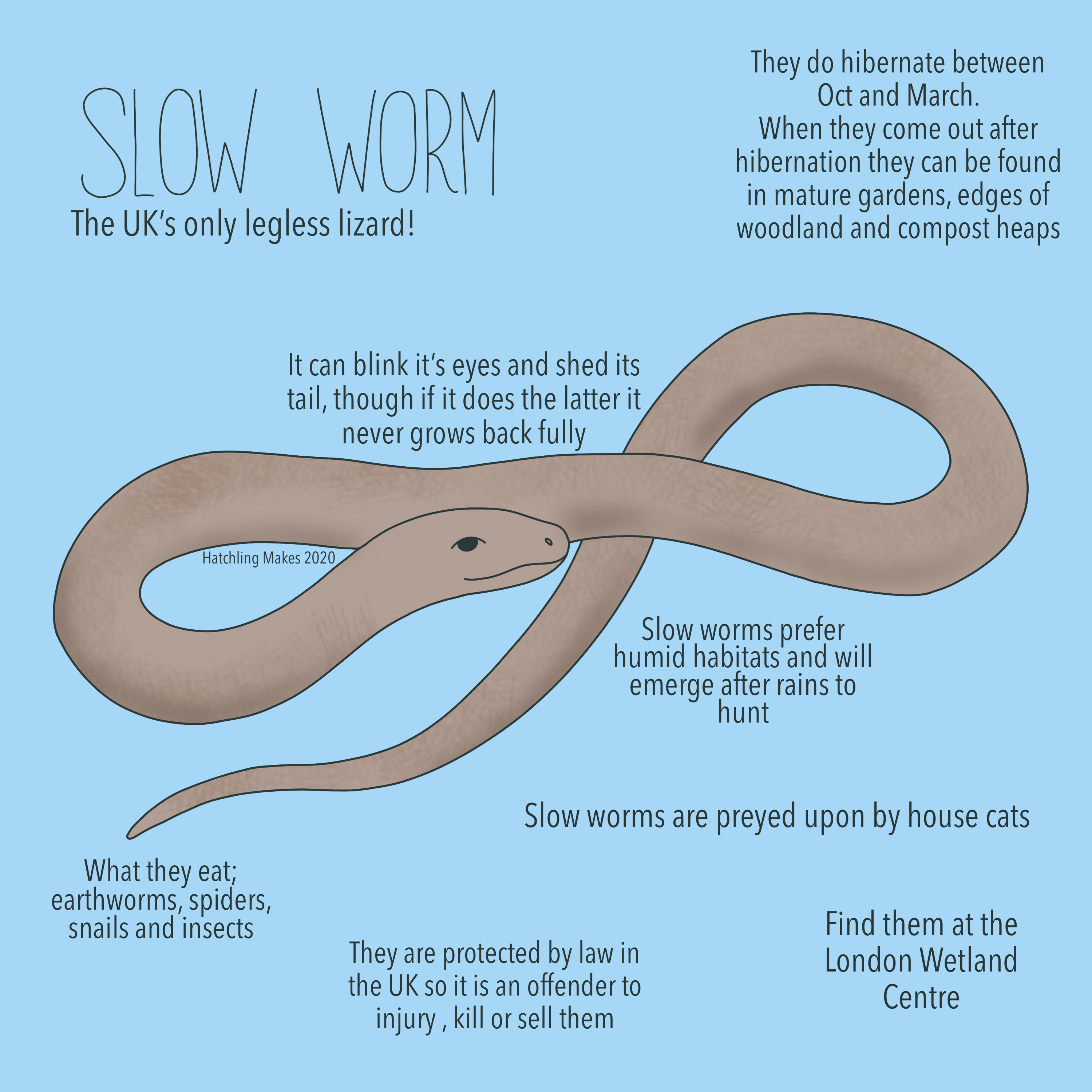 Slow Worm slow-worm
