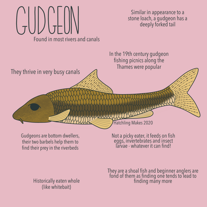 52 Species: Gudgeon
