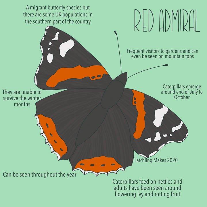 52 Species : Red Admiral Butterfly