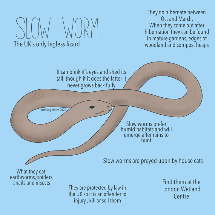 52 Species : Slow Worm