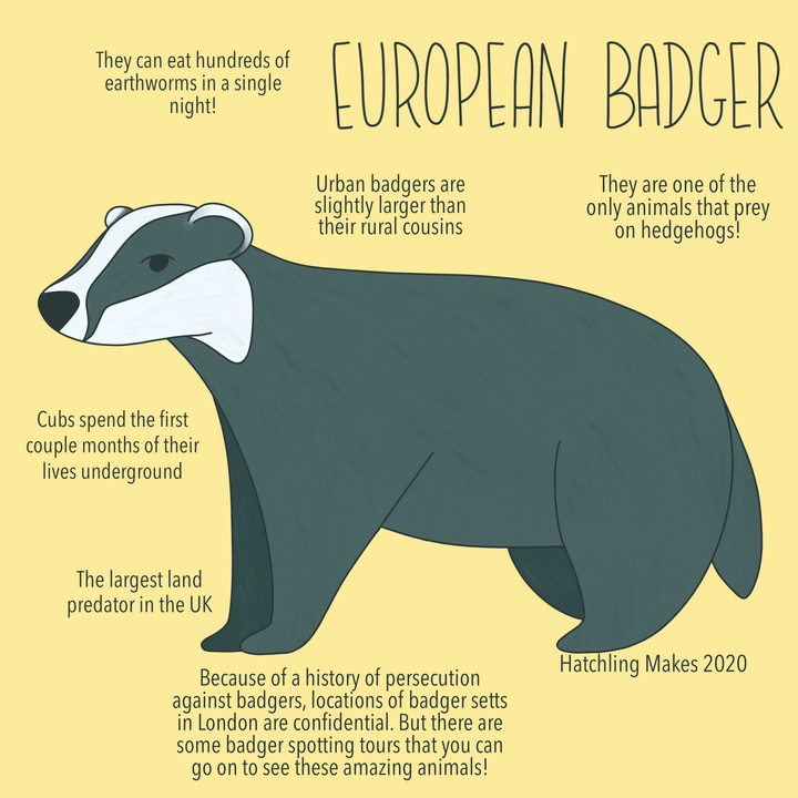 52 Species: European Badger