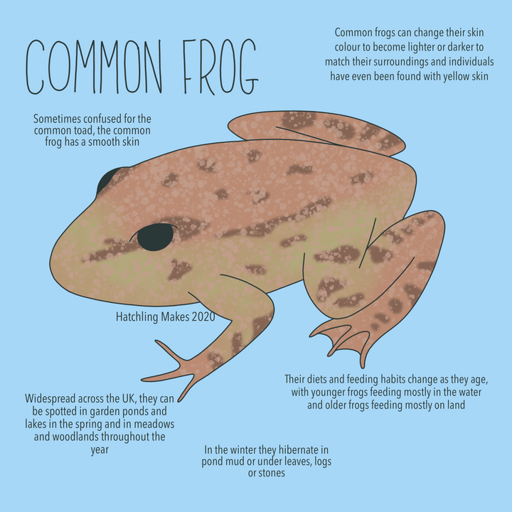 52 Species Project: Common Frog