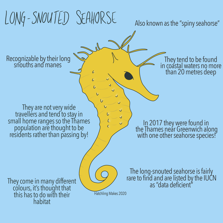 52 Species: Long Snouted Seahorse