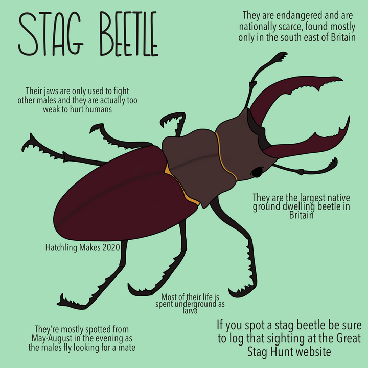 52 Species : Stag Beetle