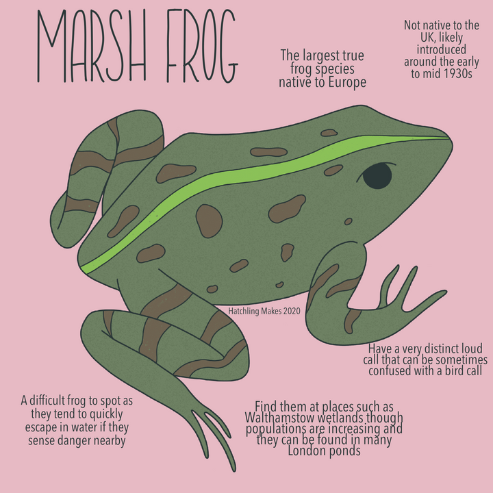 52 Species : Marsh Frog