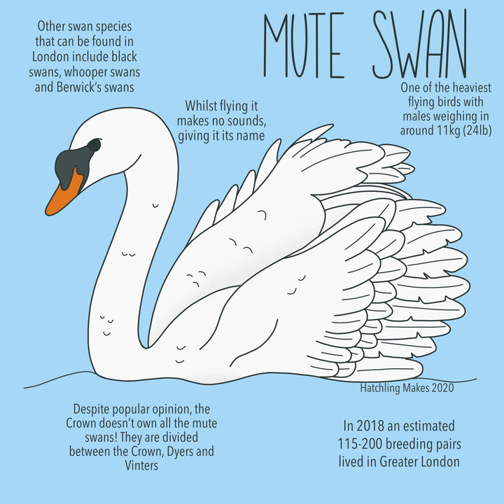 52 Species: Mute Swan