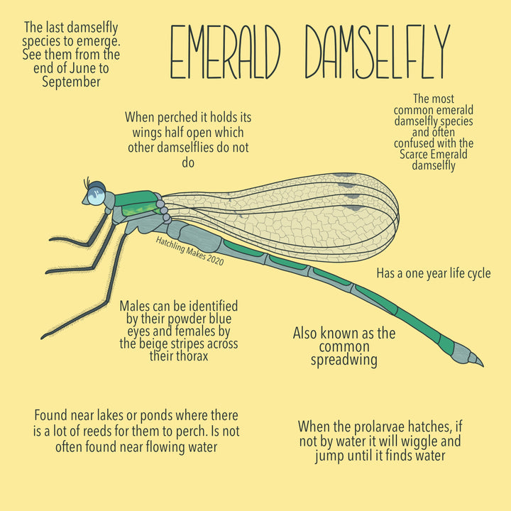 52 Species : Emerald Damselfly
