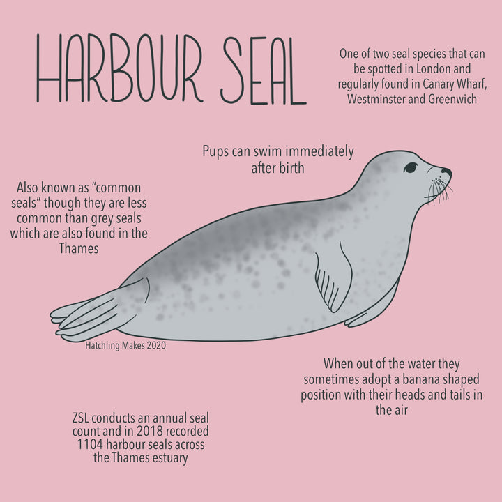 52 Species: Harbour Seal
