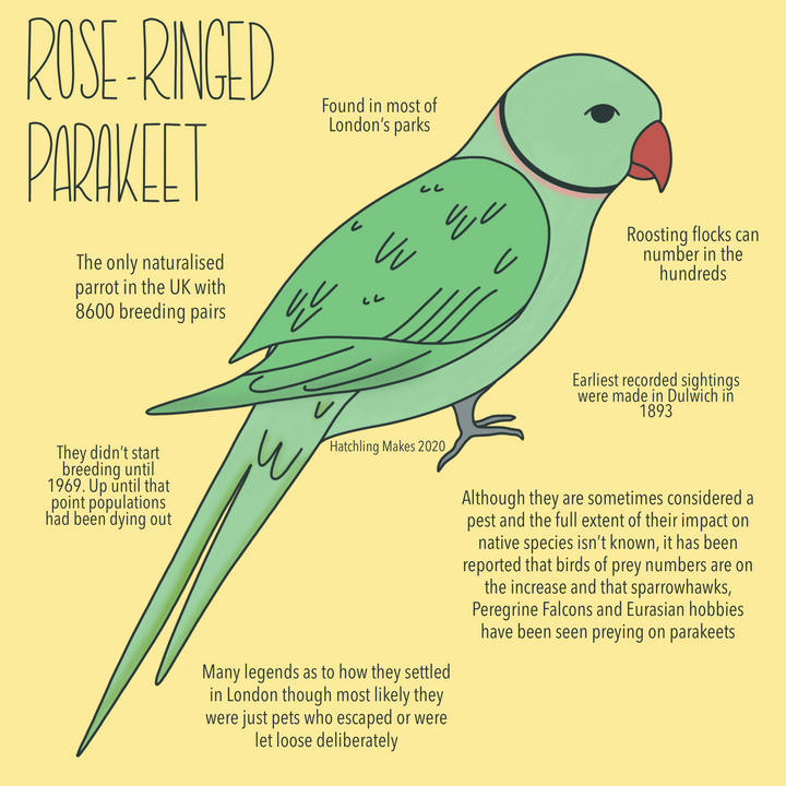 52 Species: Rose-Ringed Parakeet