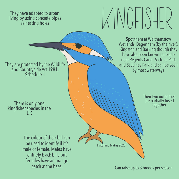 52 Species : Kingfisher