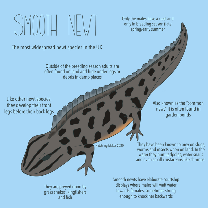 52 Species: Smooth Newt
