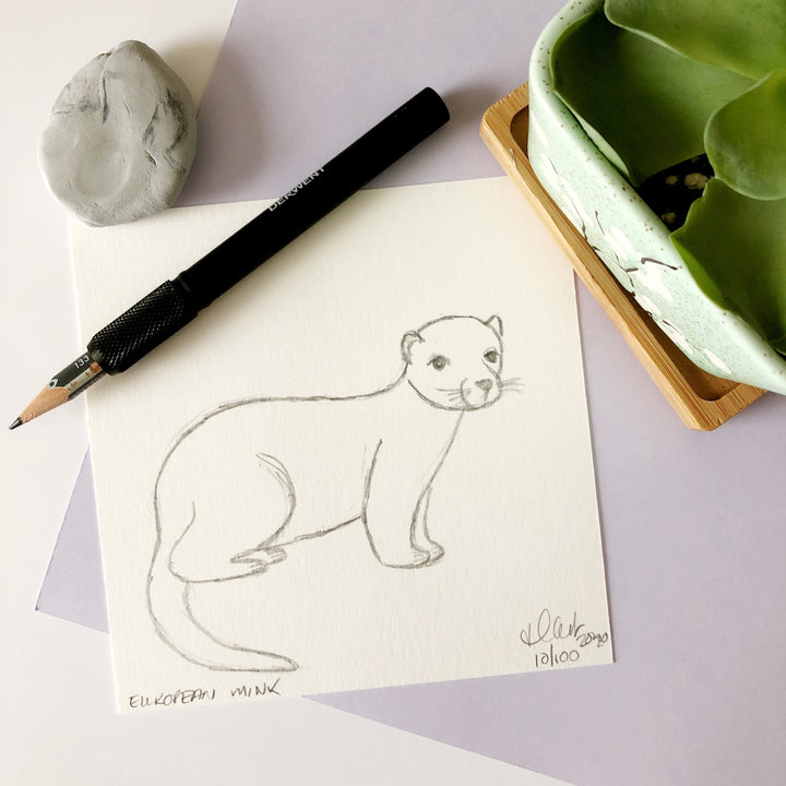 100 Day Project: European Mink