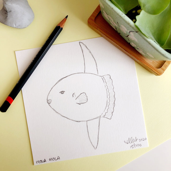 100 Day Project: Ocean Sunfish/Mola