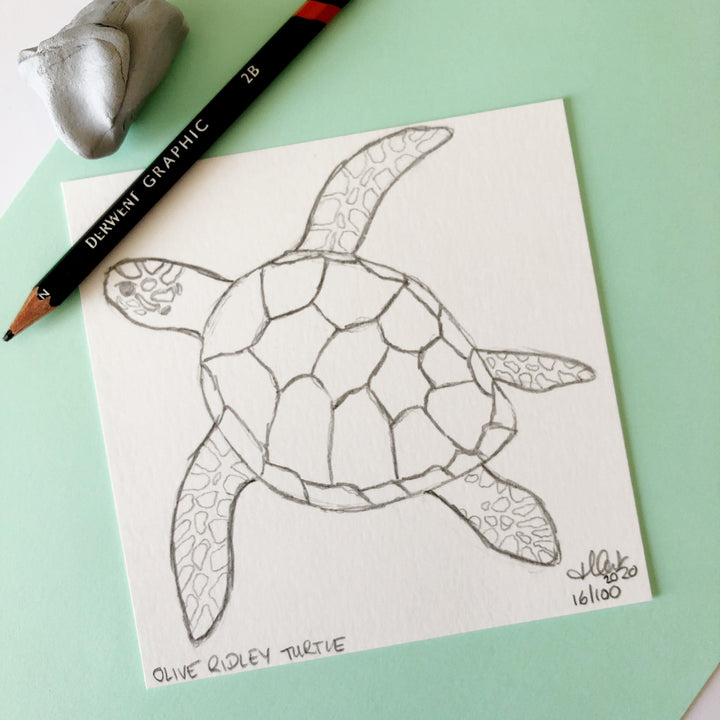100 Day Project: Olive Ridley Sea Turtle