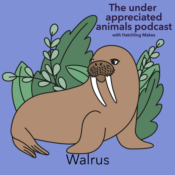 Episode 003 - Walrus