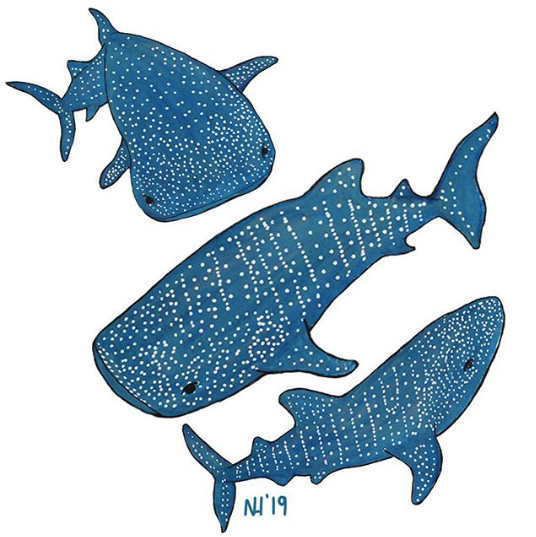A group of whale sharks
