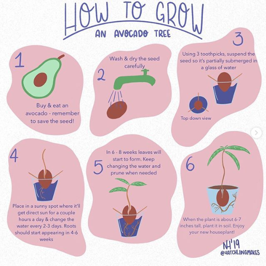 How To Grow An Avocado Tree