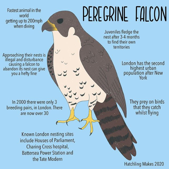 52 Species : Peregrine Falcon