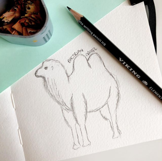 5 min sketch : Bactrian Camel