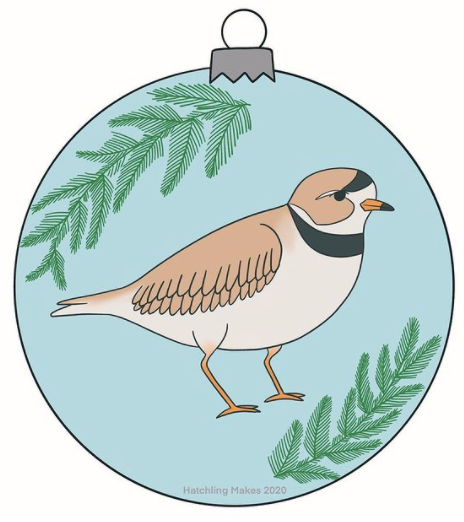 Birds In December Day 12 : Piping Plover