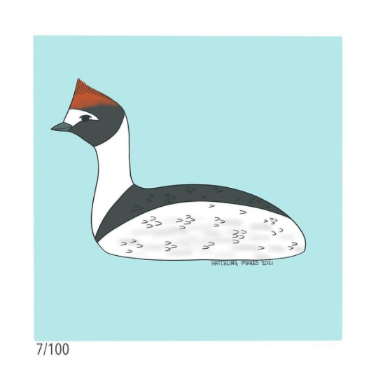 100 Day Project Day 7 (Hooded Grebe)