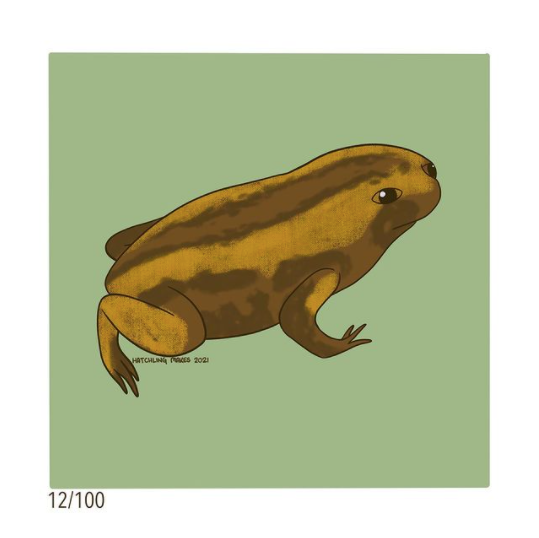 100 Day Project Day 12 (Bales Mountains Tree Frog