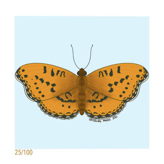 100 Day Project Day 25 : High Brown Fritillary