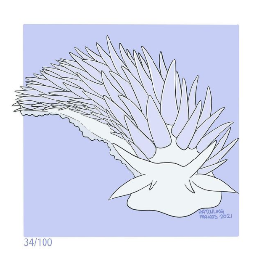 100 Day Project Day 34: White-lined dirona nudibranch