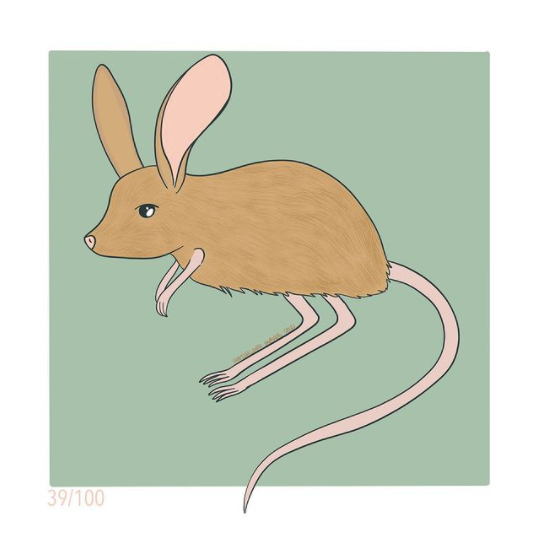 100 Day Project Day 39: Long eared jerboa