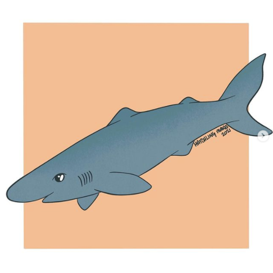 Draw with Tash : Greenland shark
