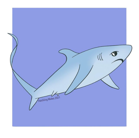 Draw With Tash : Thresher Shark