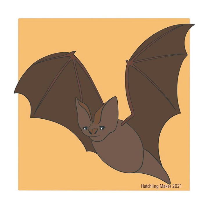 Draw with Tash : Barbastelle bat