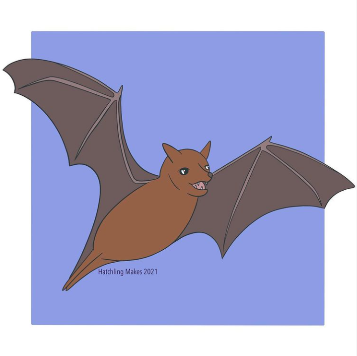 Draw with Tash : Noctule bat