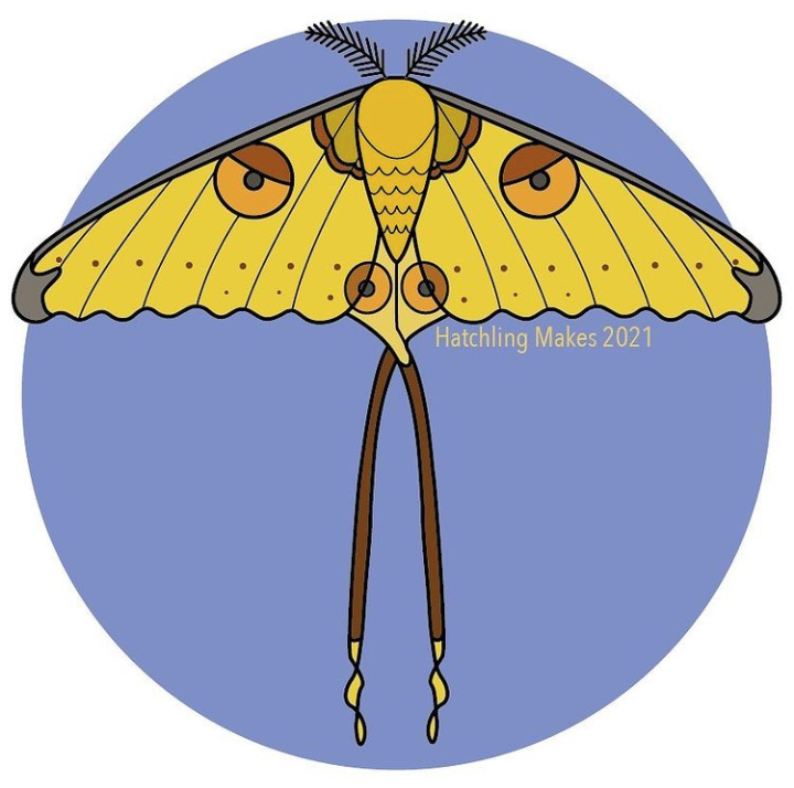 Madagascar moon moth