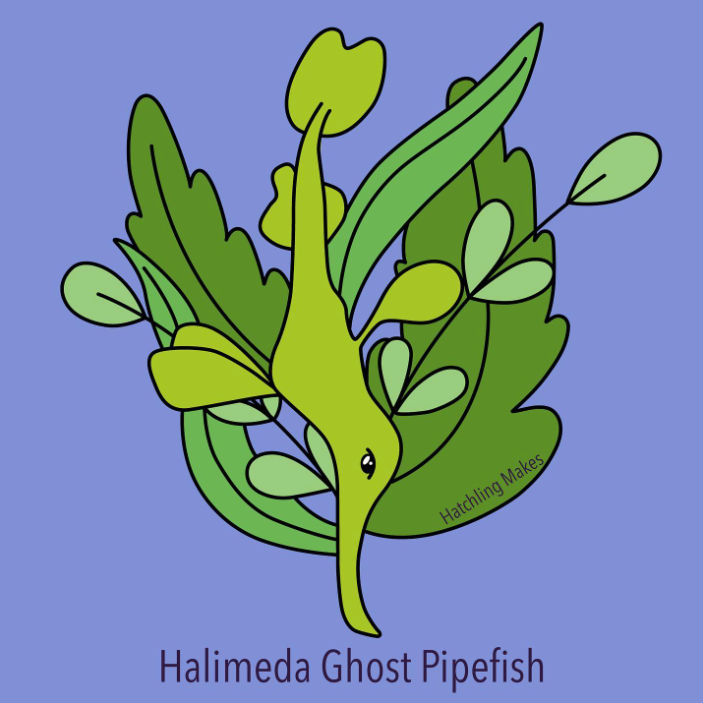 Species spotlight : Halimeda ghost pipefish