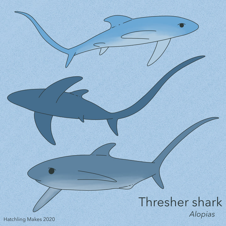 Shark Week 2020 : Thresher shark