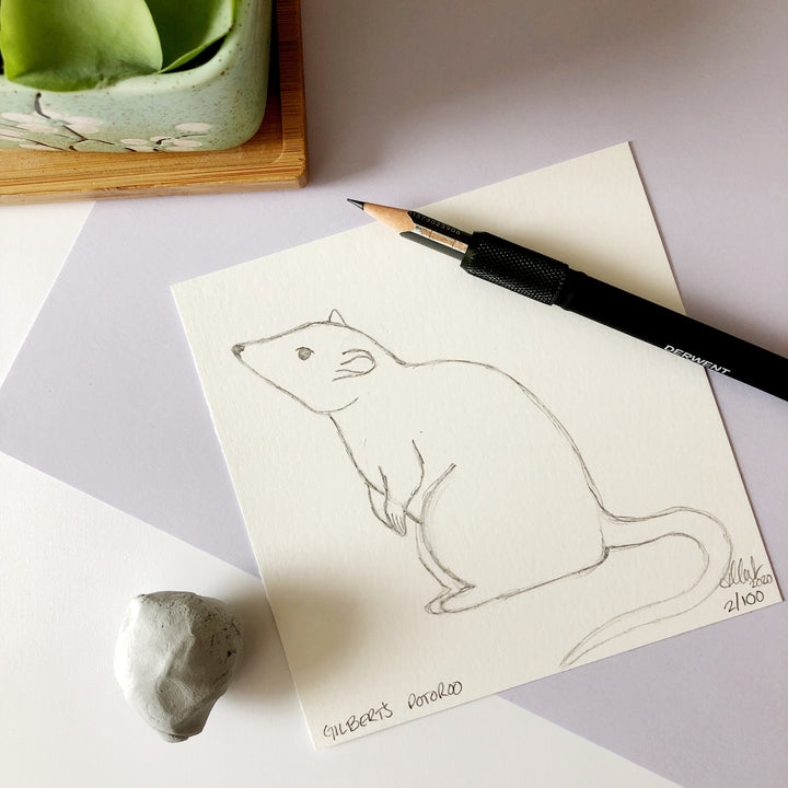 100 Day Project: Gilbert's Potoroo