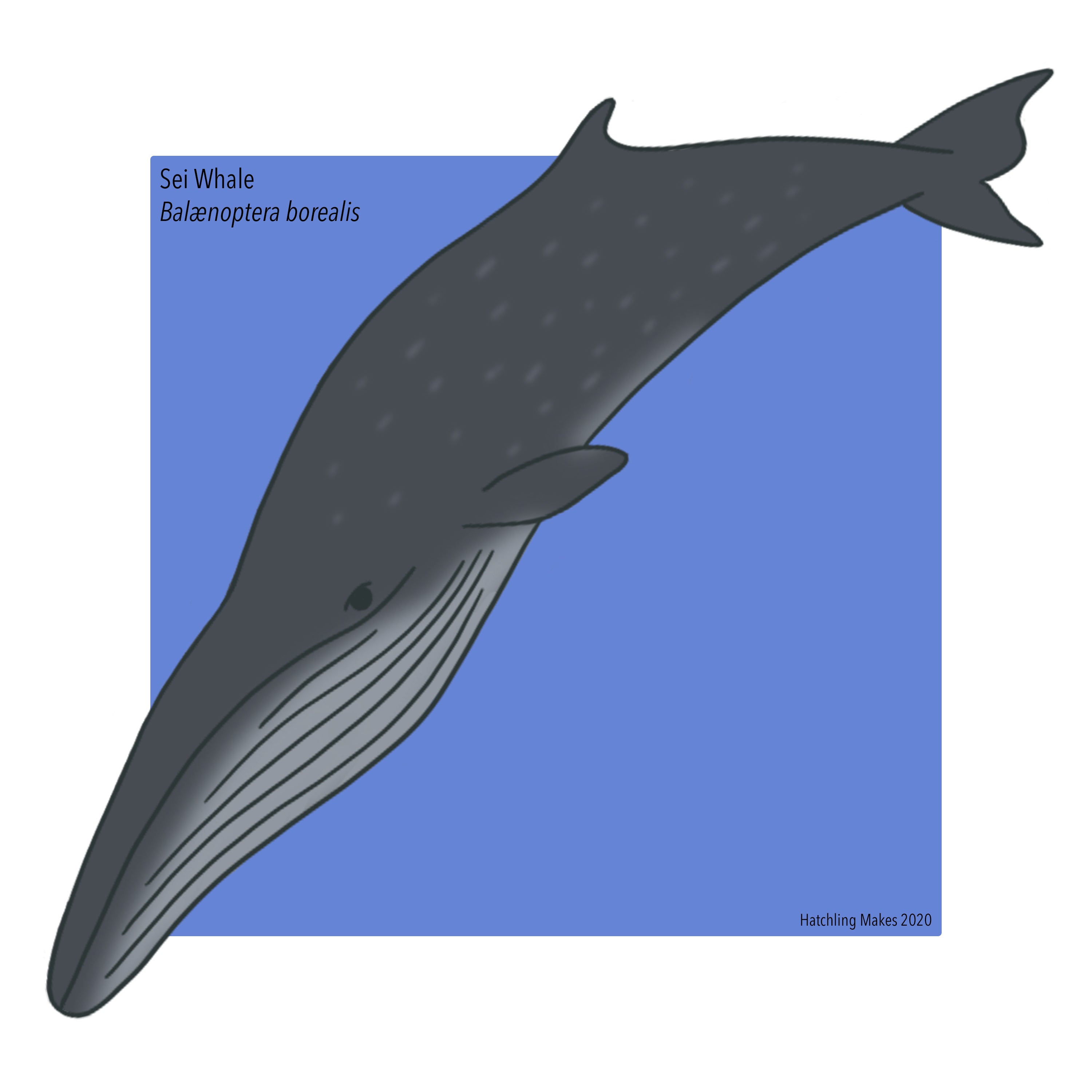 Sei Whale – Hatchling Makes